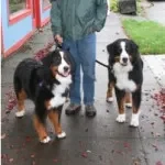 Dr. John Enar Gustavsson, MD