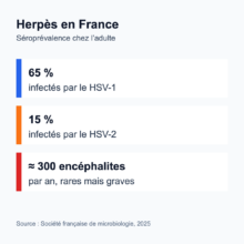 Infographie : herpès en France, environ 65 % des adultes infectés par le HSV-1 et 15 % par le HSV-2, environ 300 encéphalites herpétiques par an. Source : Société française de microbiologie.