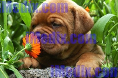How to treat dog allergies?